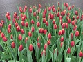 Keukenhof